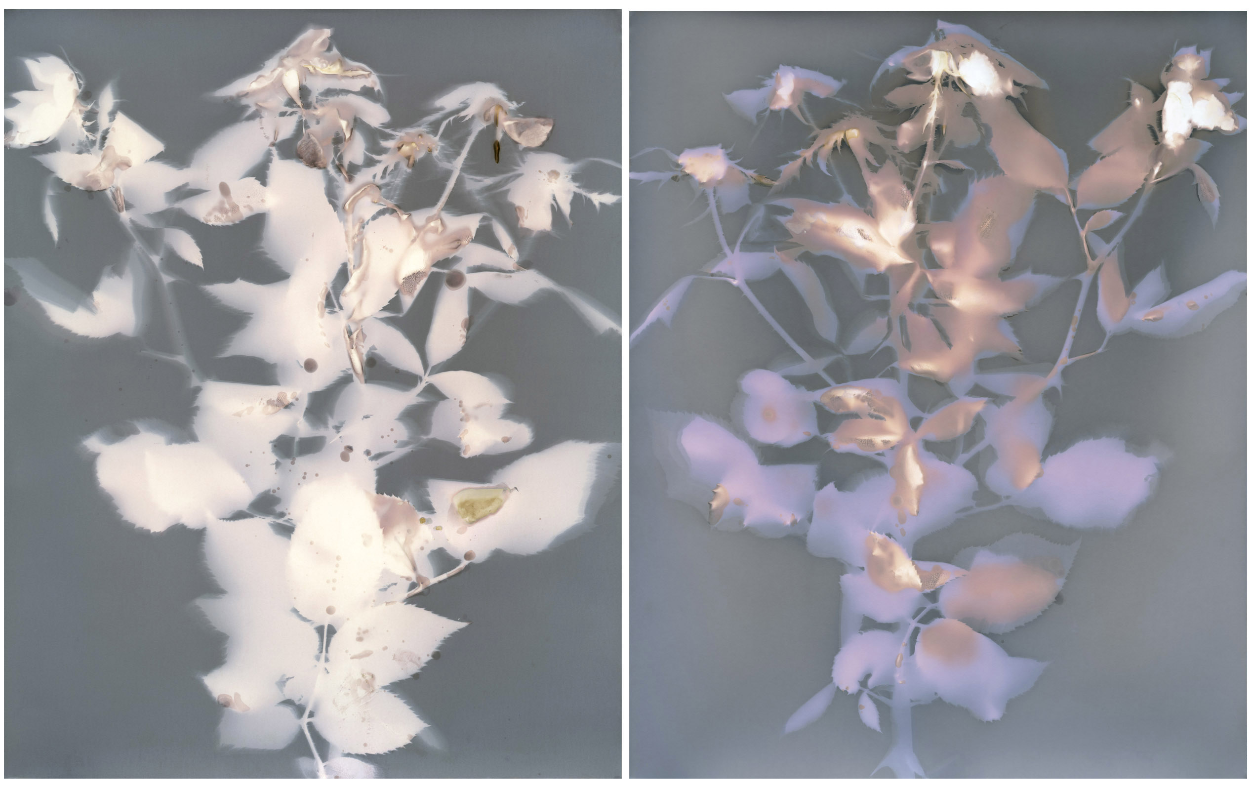 Lumen, flower, contemporary photography, light, sublime, beautiful, nature, tree